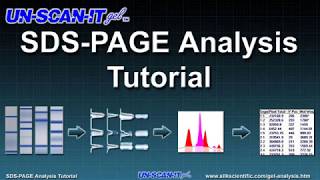 SDS PAGE Analysis Tutorial [upl. by Silvano]