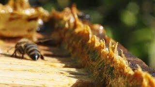 What Is Propolis Bee Glue [upl. by Pilif818]