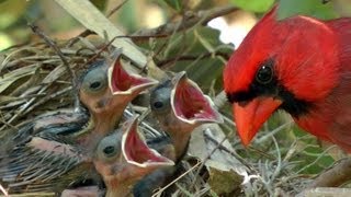 Northern Cardinals feeding baby birds FYV [upl. by Ytok60]