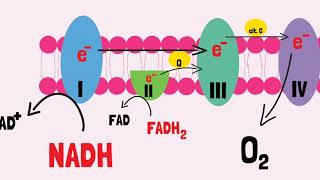 Cadeia Transportadora de Elétrons [upl. by Lizzie]
