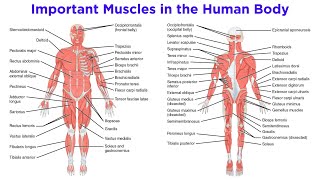 The Muscular System [upl. by Heida]