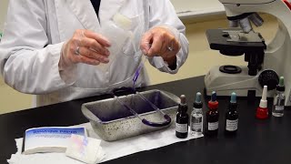 How to Perform a Gram Stain  MCCC Microbiology [upl. by Shiekh869]