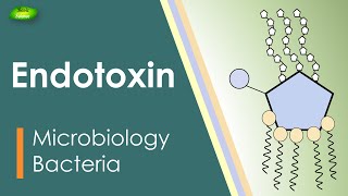 Lipopolysaccharides  LPS  Endotoxin  Bacterial toxin  Inflammation  Basic Science Series [upl. by Nalyak390]