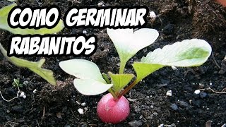 Como germinar Rabanitos  Muy fácil [upl. by Naleag]