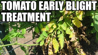 Tomato early blight treatment [upl. by Peyton519]