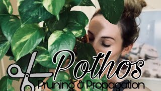 Pothos Pruning Propagation amp General Care Tips [upl. by Tammie]