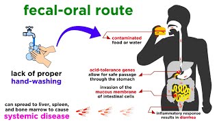 Typhoid Fever Salmonella typhi [upl. by Cowen]