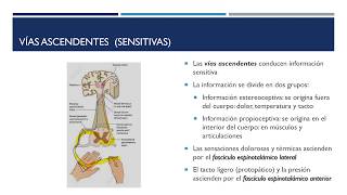 Fisiología de la médula espinal [upl. by Ecidna65]