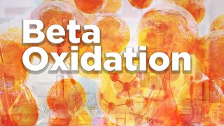 Beta oxidation  βOxidation [upl. by Ran469]