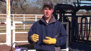 Jason Banta  Beef Cattle Management  Worming Pour On [upl. by Talie274]