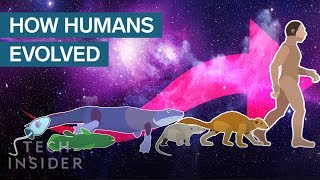 Incredible Animation Shows How Humans Evolved From Early Life [upl. by Combes]