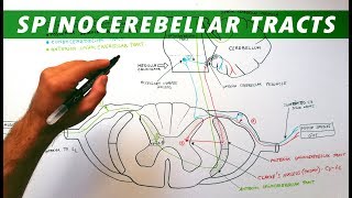 Spinocerebellar tracts  Neuroanatomy Tutorial  Ascending pathways [upl. by Zadack431]