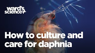 Caring and Culturing for Daphnia [upl. by Ahsiyn410]