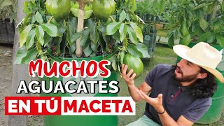 ¿Cómo tener un AGUACATE o PALTA en MACETA Cuidados y consejos [upl. by Hanfurd]