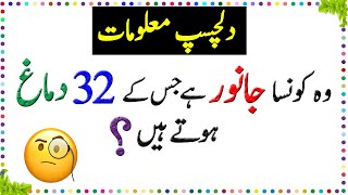 Paheliyan In Urdu  General Knowledge Questions And Answer  Facts About Animals Brain  Sky Ways [upl. by Ellinej]