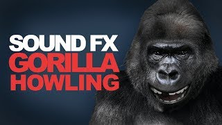 GORILLA HOWLING  Sound Effect High Quality [upl. by Anael433]