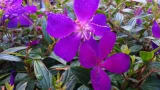 Tibouchina semidecandra  princess flower  lasiandra  glory bushes HD 12 [upl. by Gerita]