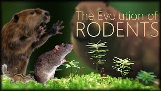 The Evolution of Rodents 🐀 [upl. by Anne-Marie]