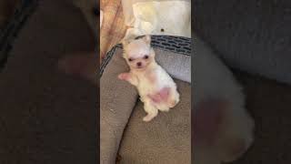 Teacup chihuahua puppy chillin [upl. by Hajidahk841]