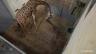 Giraffe Birth 2021 [upl. by Tracay]