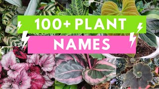 Plant Names and Pictures Plant Identification [upl. by Toddy413]