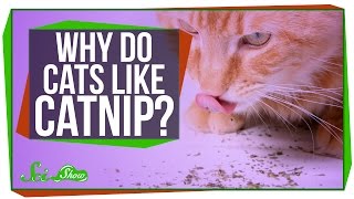 Why Do Cats Like Catnip [upl. by Cruickshank265]