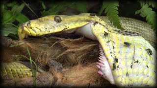 Python Eats Goat 01 Stock Footage [upl. by Noizneb]