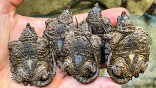 Where Your Baby Alligator Snapping Turtles Come From Digging Eggs at Loggerhead Acres Turtle Farm [upl. by Anirod]