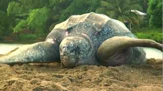 Sea Turtle Nesting Video [upl. by Naellij]