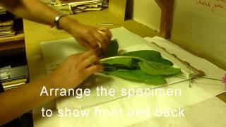 RBGE Herbarium Basic Plant Collecting and Pressing [upl. by Clara]