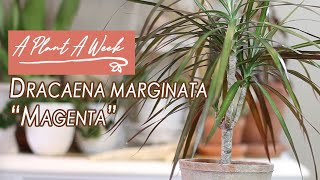 Dracaena marginata quotMagentaquot Care  A Plant A Week [upl. by Chiquita]