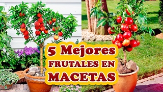 Los 5 Mejores Árboles Frutales para Cultivar en Macetas [upl. by Breh]