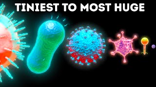 Microbes From Smallest to Largest [upl. by Wren]