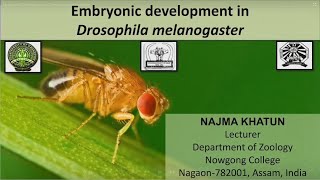 Embryonic Development in Drosophila melanogaster [upl. by Mulry]