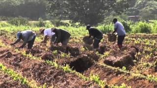 Ampayaj un technique agroecologique de paillage des cultures digname by JeanMarc Blazy [upl. by Ikairik974]