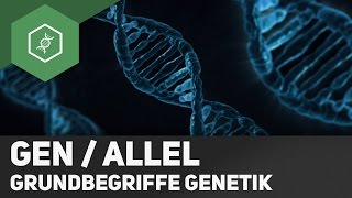 Gen  Allel  Unterschied  Grundbegriffe Genetik 2 [upl. by Lledniw]