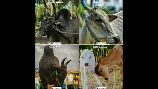 Takkaru Takkaru Ringtone  Hiphop Tamizha  Jallikattu [upl. by Dyrrej]