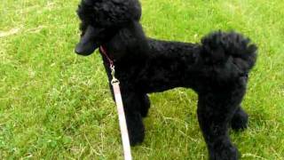 Black Standard Poodle Running [upl. by Attiuqehs]