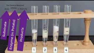 Enzyme Potato Experiment [upl. by Sairtemed]