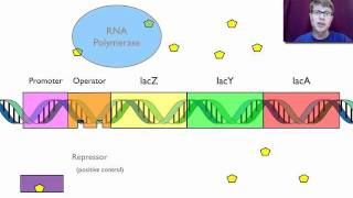 Gene Regulation [upl. by Fulmer430]