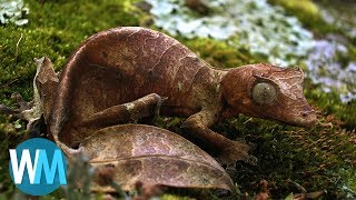 Top 10 Animals With Amazing Camouflage [upl. by Anelyak650]