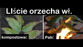 Liście Orzecha Włoskiego  palić czy kompostować [upl. by Aiken]