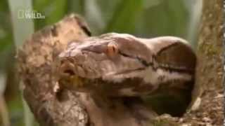 The Most Dangerous Snakes  The Asiatic Reticulated Python [upl. by Isaak775]