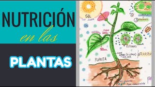 La Nutrición en las Plantas [upl. by Takashi199]