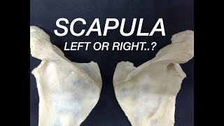 SCAPULA  SIDE DETERMINATION amp ANATOMICAL POSITION [upl. by Sarazen]