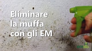 Trattamento Antimuffa Naturale con i Microrganismi Efficaci EM [upl. by Wiltz]