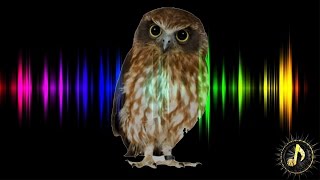 Owl Hoot Sound Effect [upl. by Julia]