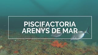 Piscifactoria dArenys de Mar [upl. by Dov51]