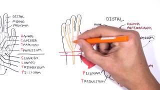 Wrist exercise  wrist flexor stretch [upl. by Esnofla]