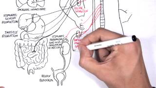 Neurology  Autonomic Nervous System [upl. by Ashlan]